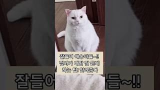 집사는 호구 맞다 그쟈? #고양이#catshorts