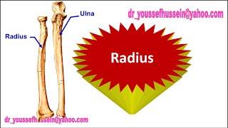 2nd Lab ll Radius ,Ulna and Carpal bones ll Dr. Youssef Hussein