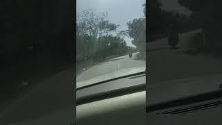 Village forest #travelvlog