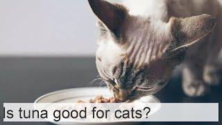 Is tuna good for cats?