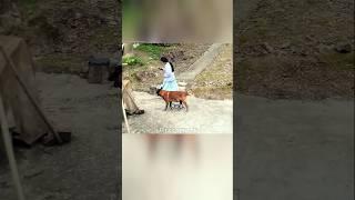 Aura irl ️|Real life Aura|#shorts #animals #aura