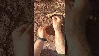 HOW TO CATCH GIANT MUD CRAB IN 60 sec