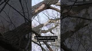 So beavers can climb?! WOW! #beaver #nature #beaver #lake #wilderness #shorts #short #lakeside