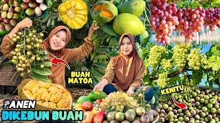 Panen buah segar dikebun | Makan buahbuahan hasil petik sendiri