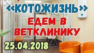 Едем в ветклинику!  КОТОЖИЗНЬ! 25.04.18