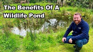 Why You Need A WILDLIFE POND In Your GARDEN