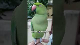 Parrot annuSpeaking to Akkain a Fine Evening ️|#parrot #evening #speech #shorts