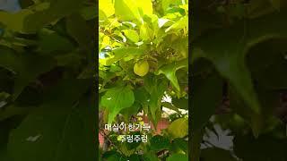 #박서진 #난리가났네 #매실나무