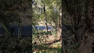 Birds in the woods