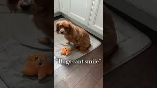 You’ve got a great smile  #cutepets #cutedogs #cutedog #doggo #dog #puppy