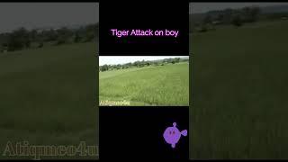 Tiger Jump on Elephant