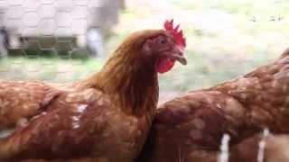 Warrandyte Chickens