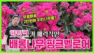 (무료배송 2만원 특가!) 핫핑크가 매력적인 배롱나무 핑크벨로어! 여름이 기다려지는 꽃나무