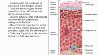 Keratinocytes