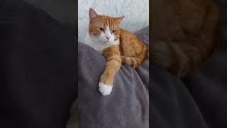 #милота #смешные #длявас #cat #гриша