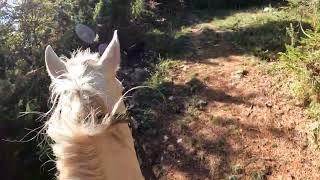 ATV Arabian stallion, natural horsemanship