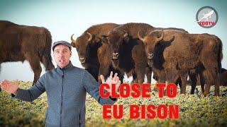 Epic Encounter:  Wild European Bison (Bison bonasus) and wolf
