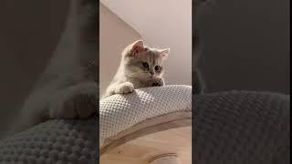 Crazy Cats Compilation: Hilarious Cat Antics You Won’t Believe! 