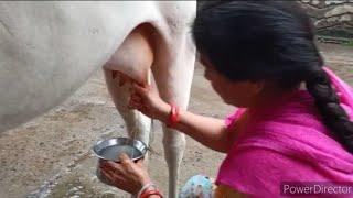 Beutiful Village Women Cowmilking By Hand New || NewVlog || MilkingCows|| @indianVlogger Swetu