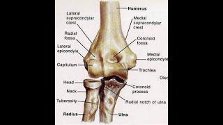 Anatomy of the elbow joint | Elbow radiography | X-ray of the elbow | Elbow positioning