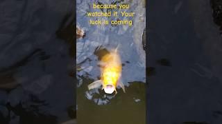 THE GOLD FISH ON POND #japan #japanexplorer #gold #goldfish #shorts #new #satisfying #amazing