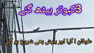 3 kabootar bath gai||TALHA PEGION CLUB