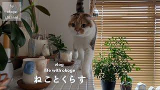 Daily life with cats starting with breakfast/Organizing Gacha/My family Chiikawa(cat & life vlog)