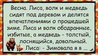  Как Медведь, Лиса и Волк Зимовали каждый по-своему анекдоты юмор смех