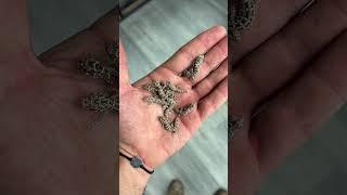 Baby viper geckos  #HerpTime #animals #reptile #lizard #gecko #babyanimals #cuteanimals #shorts