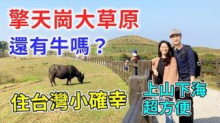 【移民台灣生活】擎天崗還有牛嗎？香港人第一次到陽明山，住台灣小確幸，上山下海超方便｜貓奴與寵物移民紀錄 #領養不棄養