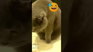 Chewy Funny Dog and Cat Part 45 Animal Lover #shorts