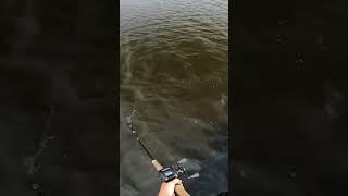 Tiger Musky follows and hits figure 8 #muskie #fishing #tigermuskie #fish #musky #muskiefishing