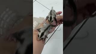 Sugar Gliders