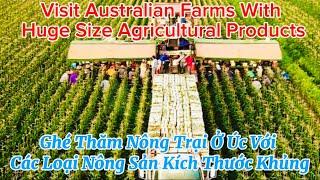 Ghé Thăm Farm Ở Úc Với Các Loại Nông Sản Kích Thước Siêu To