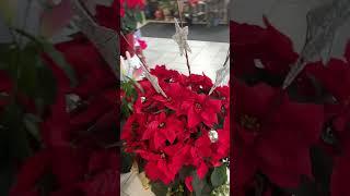 ️Beloved Poinsettias at Ottawa Flowers Inc. ️ #christmas #ottawa #flowers #poinsettia #xmas