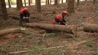 SICUREZZA e SALUTE nei CANTIERI FORESTALI (video completo)