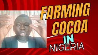 How to start cocoa farming in Nigeria