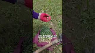 #자연인 #봄나물 #달래 #달래장 #달래쉽게 캐는 방법? #자연인광현이