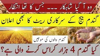 Seed price announced in Punjab by Seed Corporation|current wheat price in Pakistan|گندم کی اڑان جاری