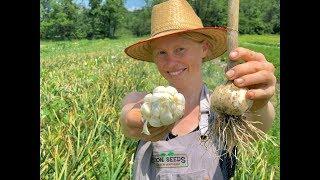 When to Harvest Garlic