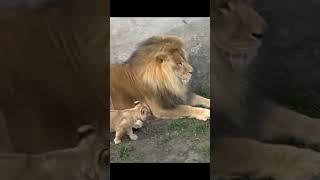 Funny Father of Lion Cub  | Nouman Hassan |