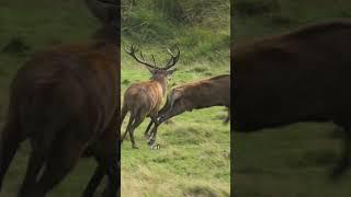 Perfect Shot: Two Red Deer Fighting for Mating Rights in Scotland Filmed for a Wildlife Documentary