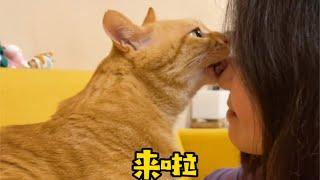 【貓咪叫不苦】撒嬌是察覺到了被偏愛的可能… #Shorts