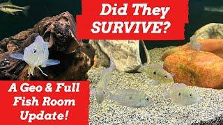 2 Tanks Needed *FAST ACTION* [A FULL FISH ROOM UPDATE!]