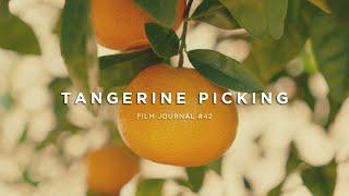 TANGERINE PICKING | Sony FX30 Sigma 18-50 2.8 Cinematic Vlog // Film Journal #42