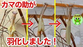 カマキリ日記#96 カマキリの羽化！一部始終！大雨の庭でもあの子が来たよ。カマの助・・重大発表！【おたま日記】