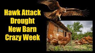 Hawk Attacking Chickens Fall Drought New Barn