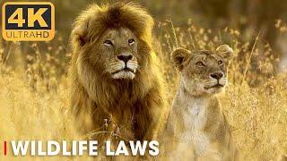 WILDLIFE LAWS | The Better Hunter Wins | 4K Nature Animal Documentary