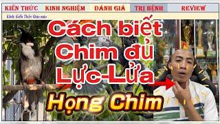 Dấu Hiệu Chim Chào mào Đủ Lực và Lửa để đi Thi giải là gì???