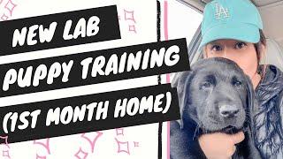 Labrador Puppy Training (First Month Home)
